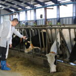 Burdur’un Yeni Yatırım Gücü: Yüksek Genetik Kapasiteli Büyükbaş Hayvan Yetiştiriciliği