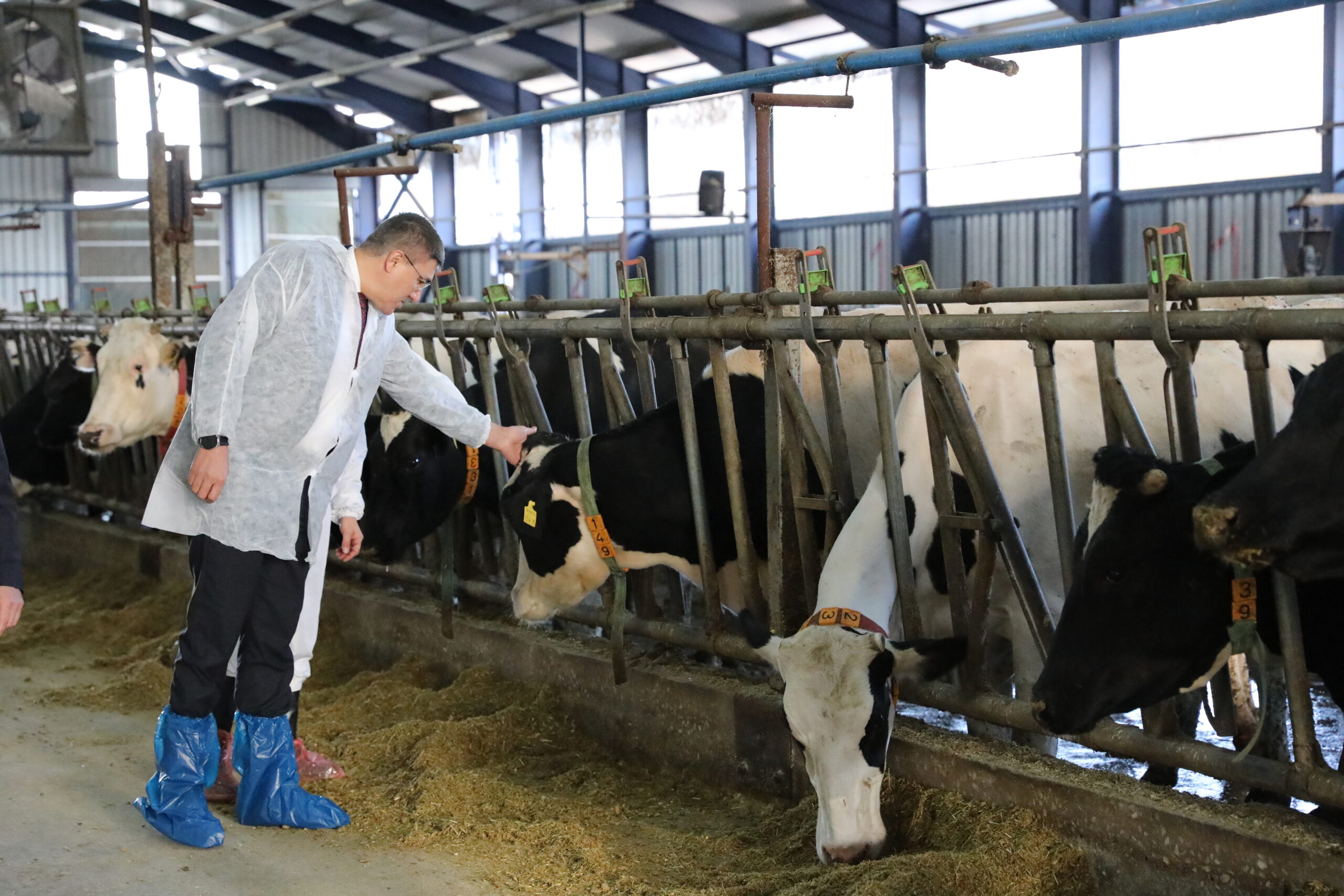Burdur’un Yeni Yatırım Gücü: Yüksek Genetik Kapasiteli Büyükbaş Hayvan Yetiştiriciliği