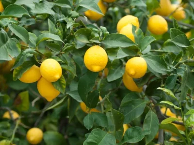 Limon İthalatında Gümrük Vergisi Yeniden Düzenlendi