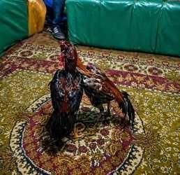 Kars’ta Horoz Dövüşü ve Kumar Operasyonu: 23 Kişiye Ceza Yağdı