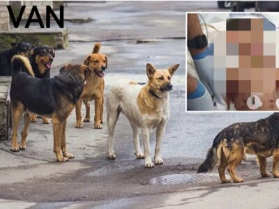 Köpeklerin saldırısında ölen çocuğun cenazesi Adli Tıp Kurumuna sevk edildi