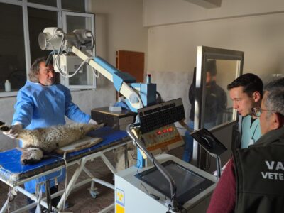 Van’da deprem sonrası enkaz altından yaralı çıkarılan kuzular tedavi altına alındı