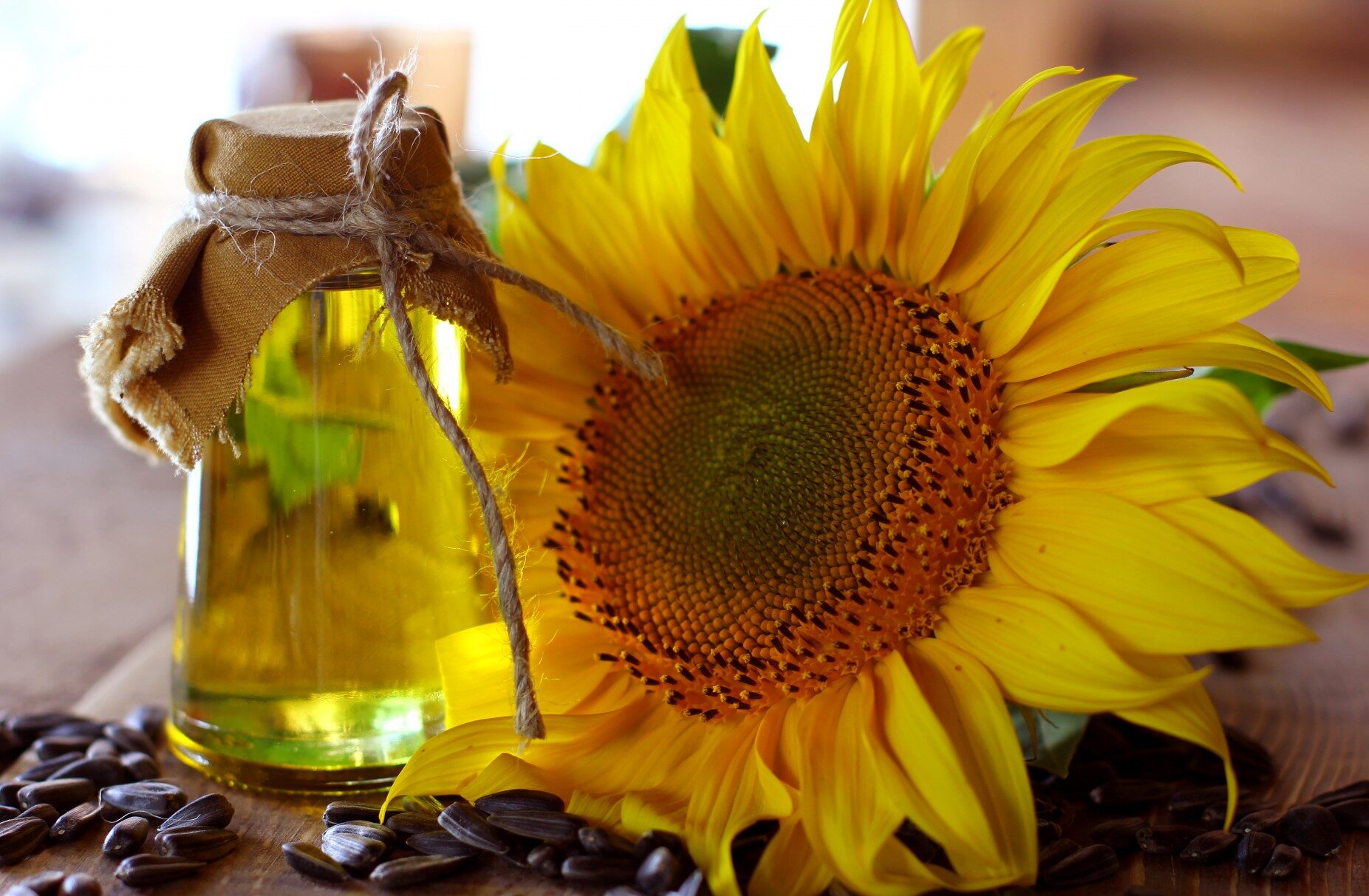 Türkiye’den Ayçiçeği Yağı İhracatı: İlk Çeyrekte 316 Milyon Dolarlık Gelir