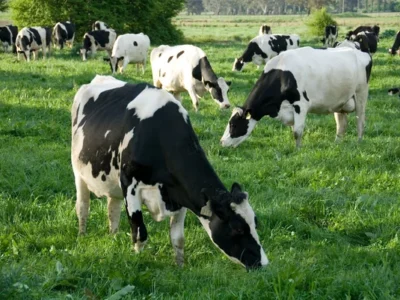 Tarım ve Orman Bakanlığı’ndan Kırsal Kalkınmaya Dev Hibe Desteği: Üst Limit 30 Milyon Lira