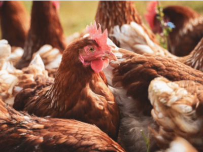 Ticaret Bakanlığı’ndan Mısır İthalatında Fiyat İstikrarı Hamlesi: 3 Milyon Tonluk Tarife Kontenjanı Açıldı