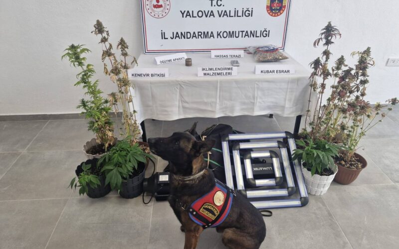 Yalova’da Evini Uyuşturucu Seralarına Çeviren Şüpheli Yakalandı: İklimlendirme Sistemi Kurmuş