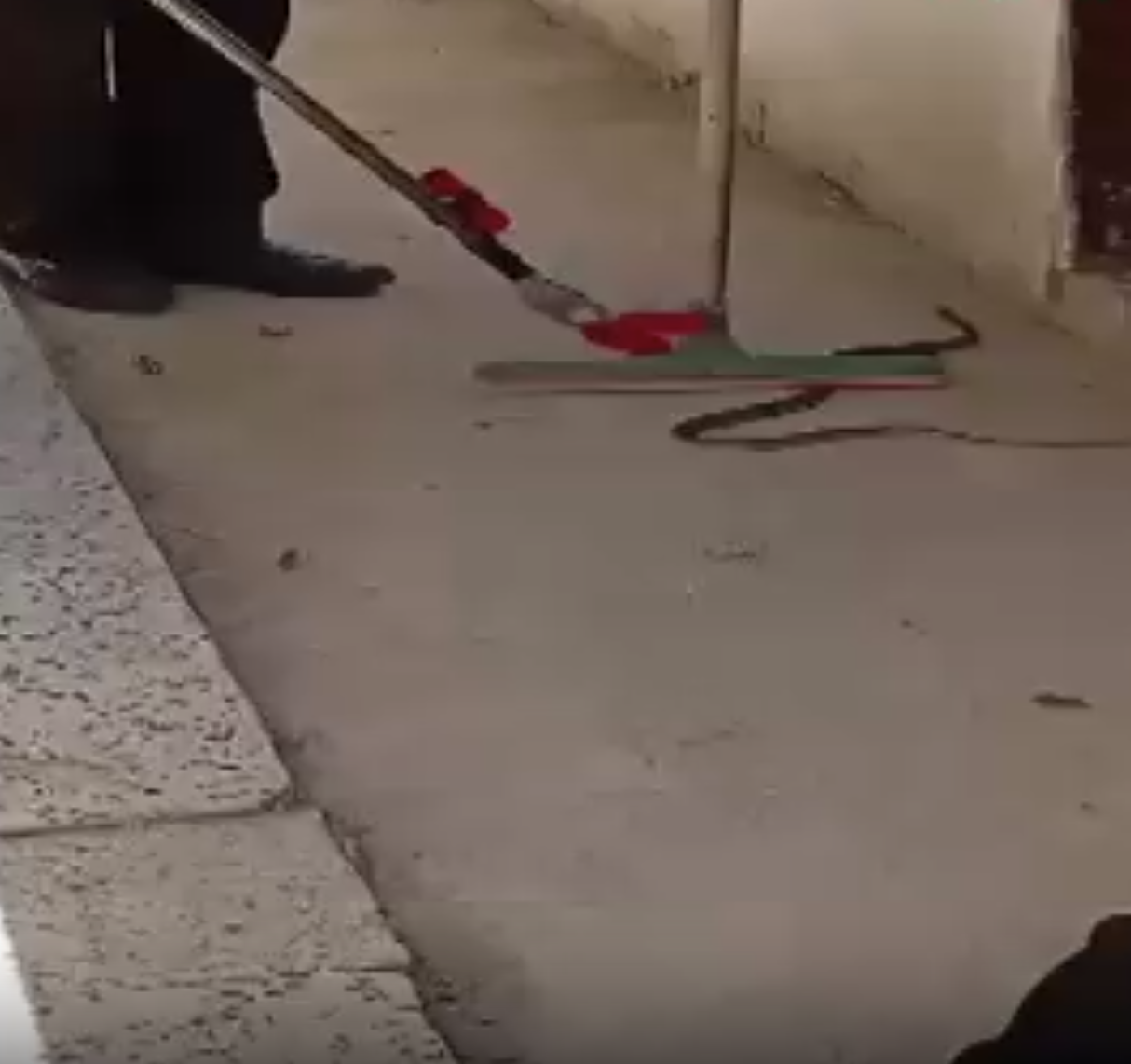 Çorum’da Eve Giren Yılan İtfaiye Ekiplerince Yakalandı