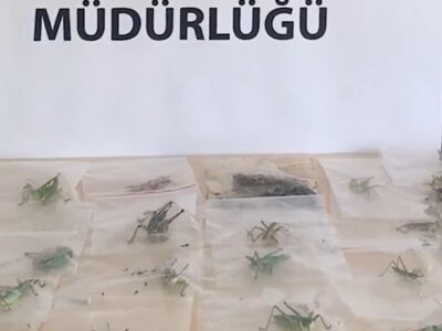 Adıyaman’da Çekirge Toplayan 3 Yabancı Uyruklu Şahsa 2 Milyon 97 Bin Lira Ceza