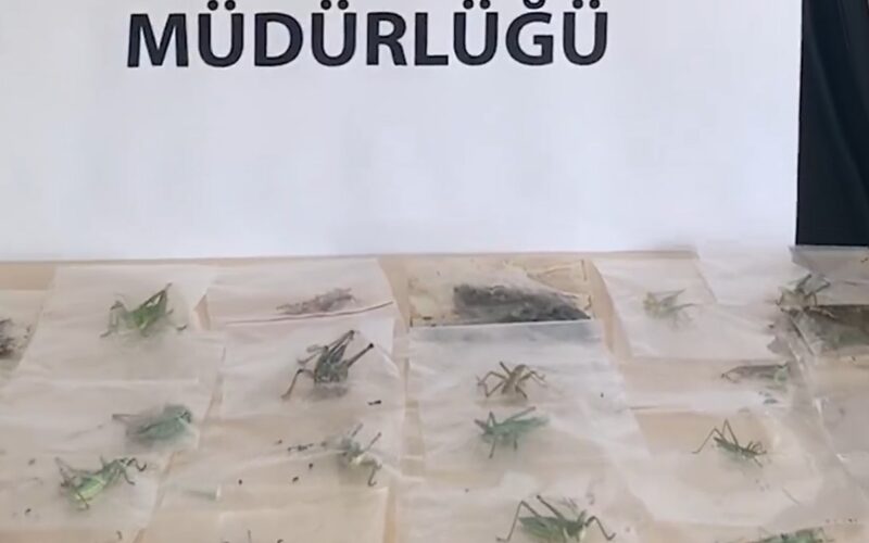 Adıyaman’da Çekirge Toplayan 3 Yabancı Uyruklu Şahsa 2 Milyon 97 Bin Lira Ceza