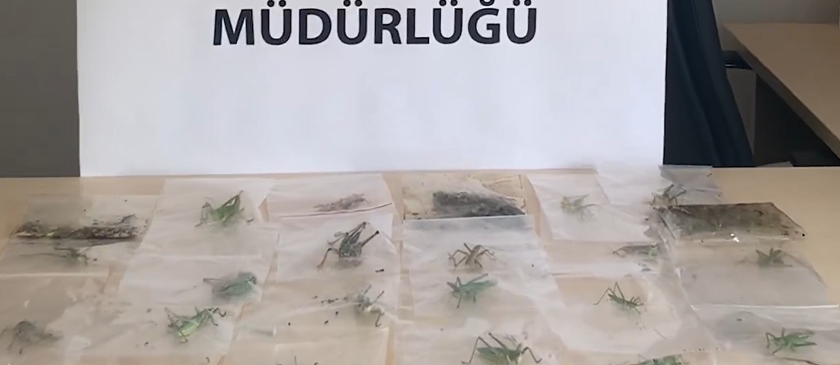 Adıyaman’da Çekirge Toplayan 3 Yabancı Uyruklu Şahsa 2 Milyon 97 Bin Lira Ceza