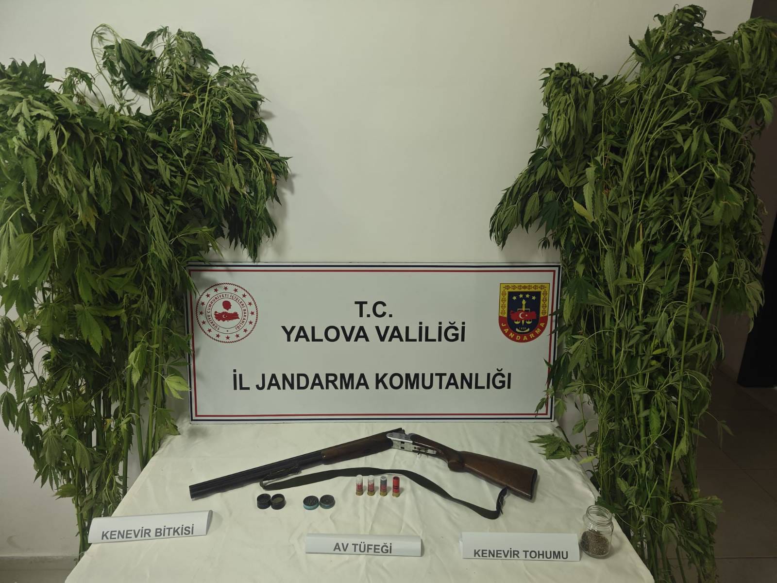 Yalova’da Uyuşturucu Operasyonu: Çiftlikköy’de Serada Kenevir Ele Geçirildi