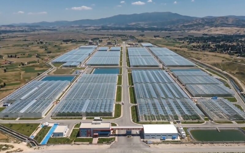 Simav Jeotermal Isıtmalı Sera Organize Tarım Bölgesi Üretime Başlıyor